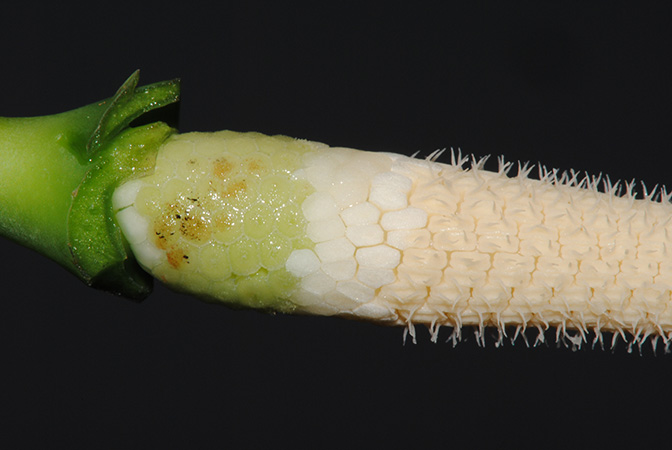 Naiadia zygoseta