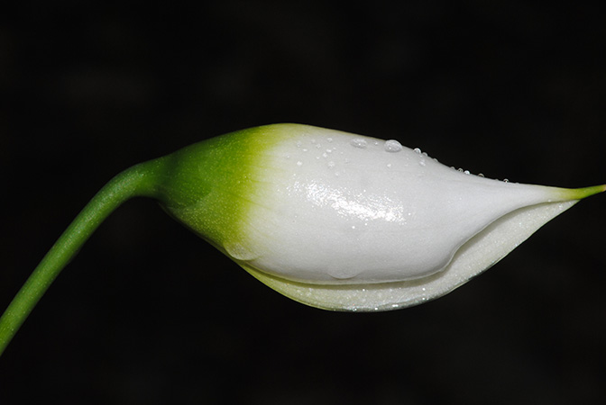 Naiadia zygoseta