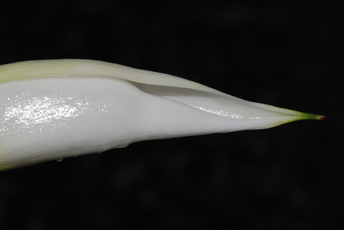 Naiadia zygoseta