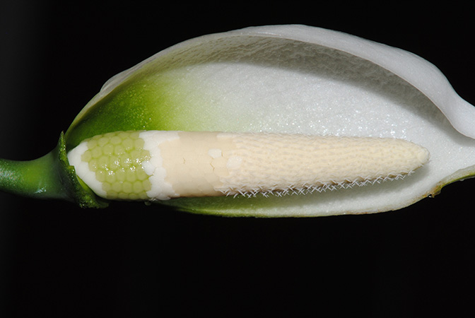 Naiadia zygoseta