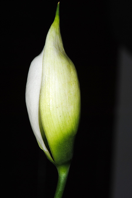 Naiadia zygoseta