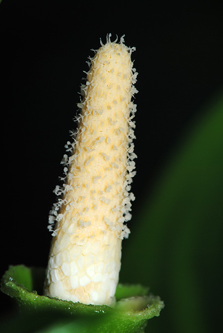 Naiadia zygoseta