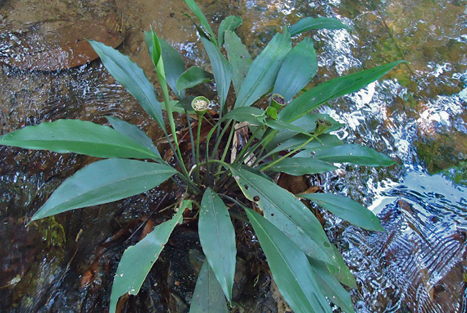 Naiadia zygoseta