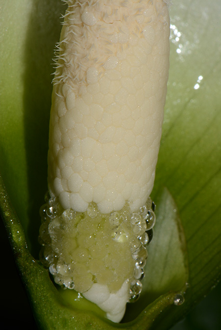 Naiadia zygoseta