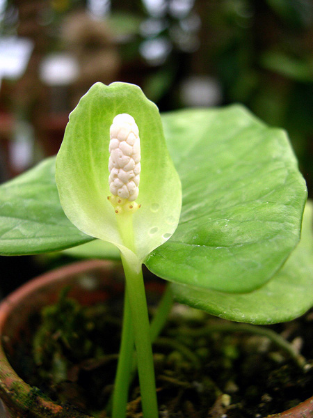 Nephthytis hallaei