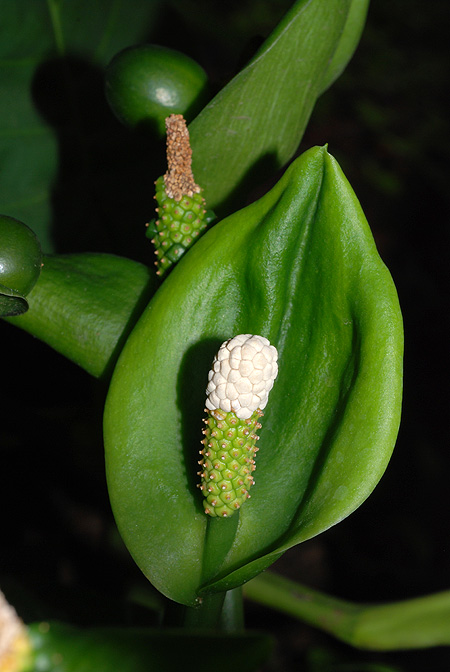 Nephthytis poissonii