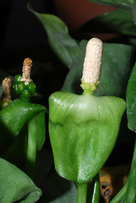 Nephthytis swainei