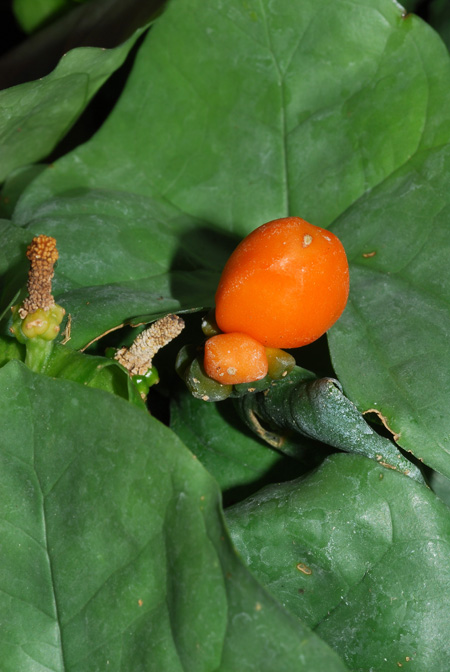 Nephthytis swainei