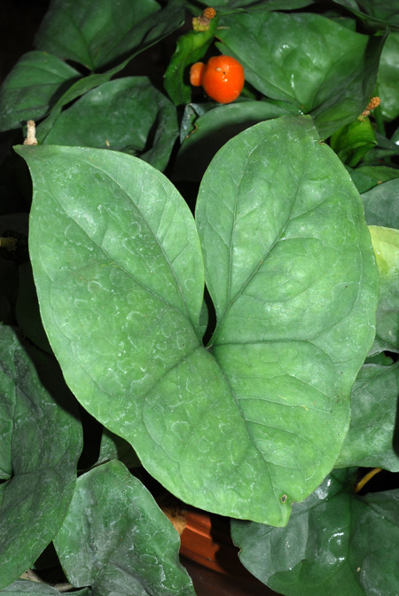 Nephthytis swainei