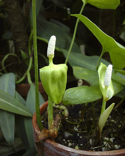 Nephthytis swainei