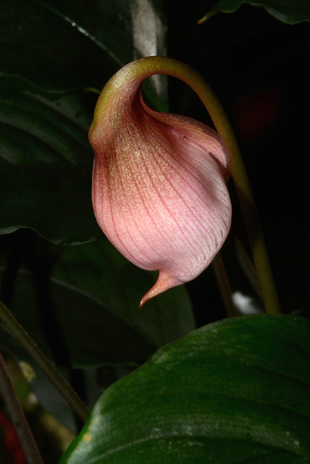Ooia manduensis