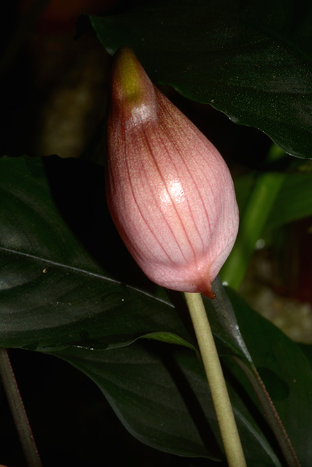 Ooia manduensis