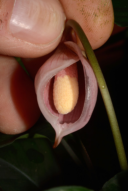 Ooia manduensis