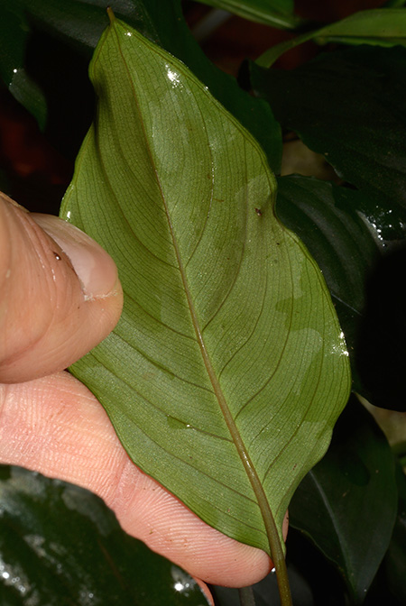 Ooia manduensis
