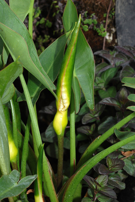 Peltandra virginica