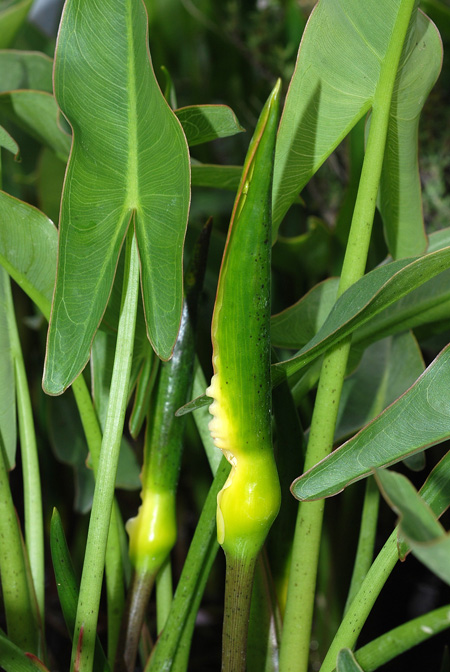 Peltandra virginica