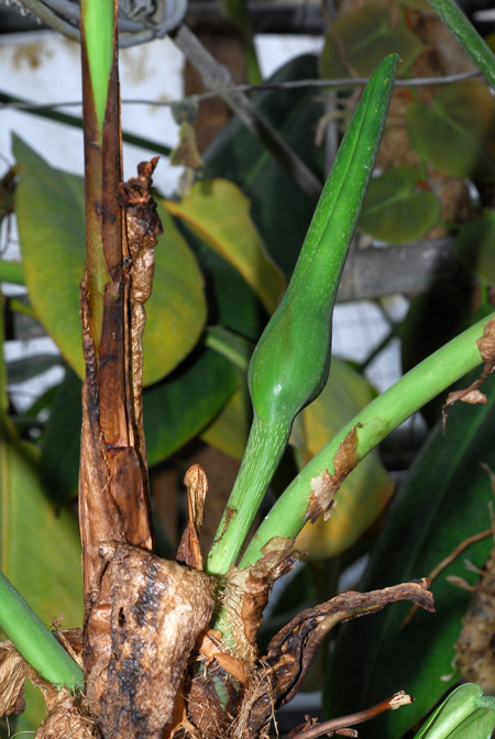 Philodendron asplundii