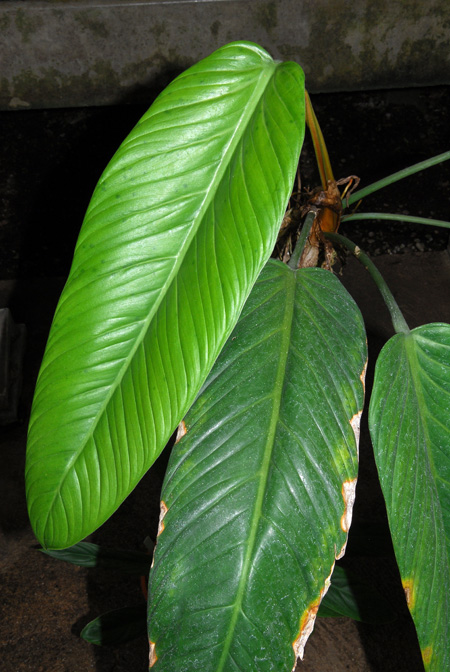 Philodendron asplundii