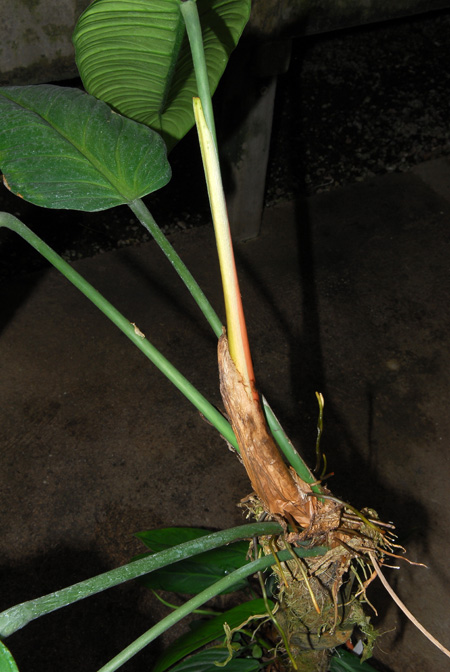 Philodendron asplundii