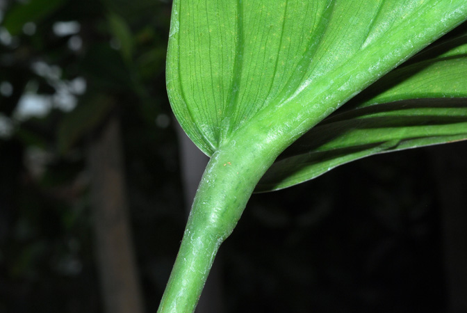 Philodendron asplundii
