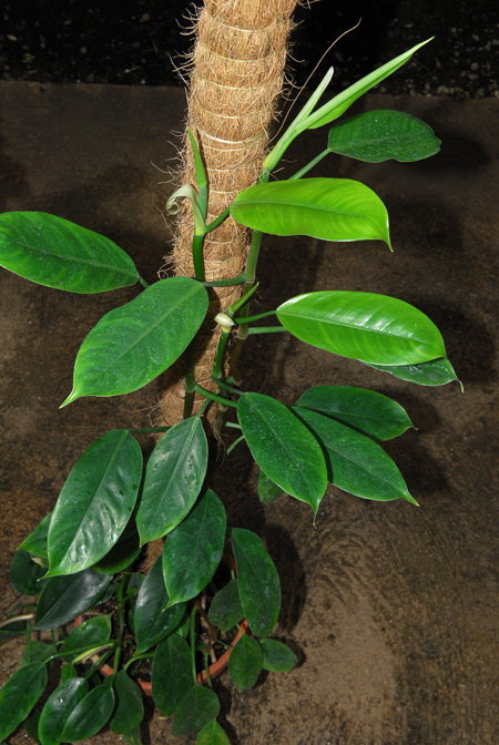 Philodendron longistilum