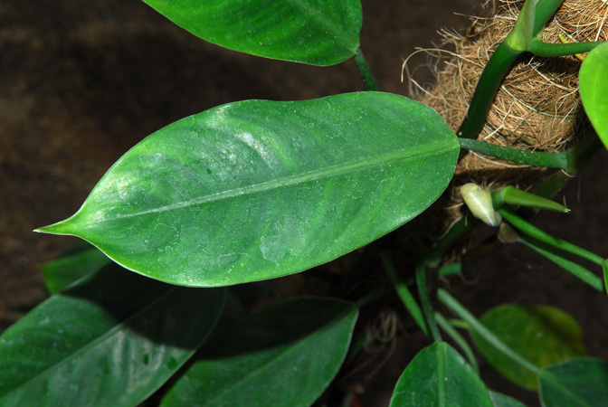 Philodendron longistilum