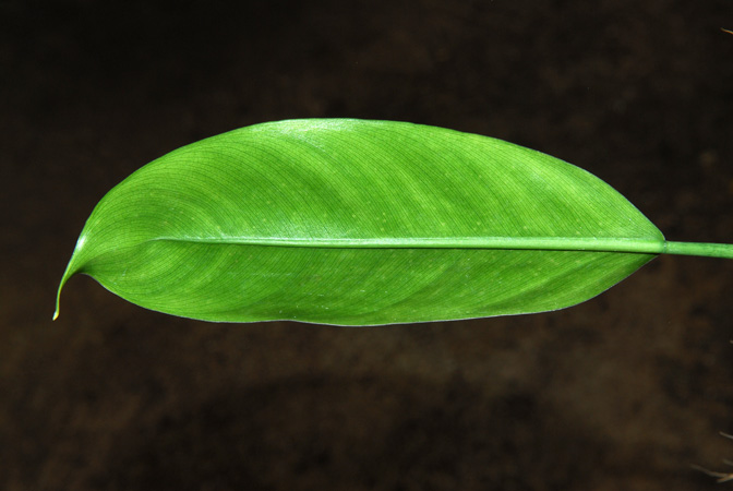 Philodendron longistilum