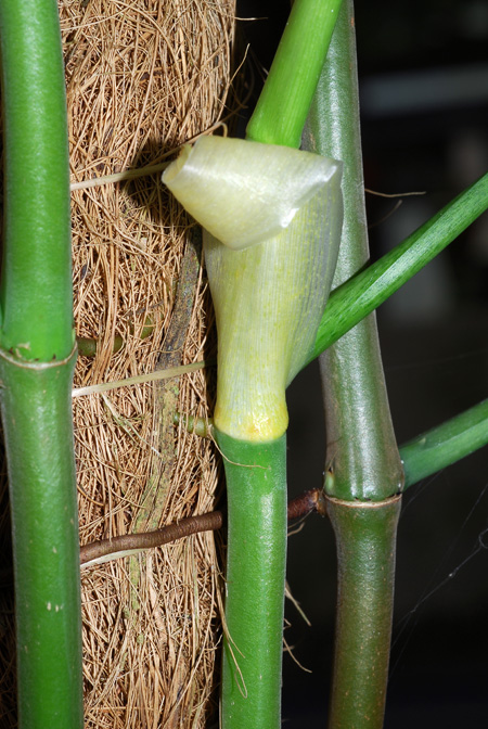 Philodendron longistilum