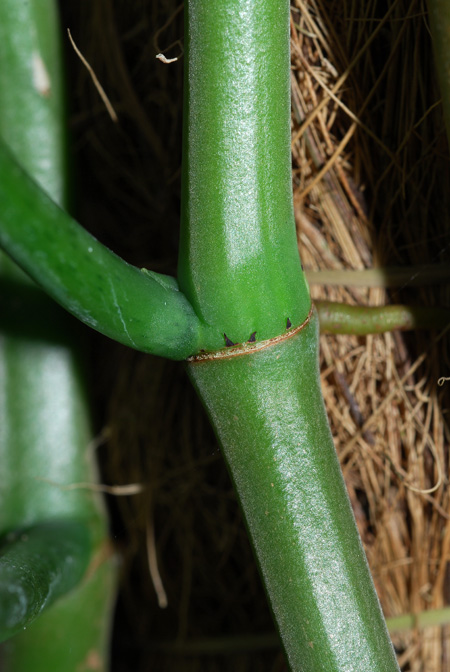 Philodendron longistilum
