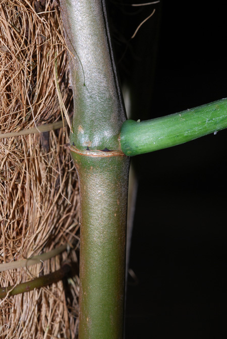 Philodendron longistilum