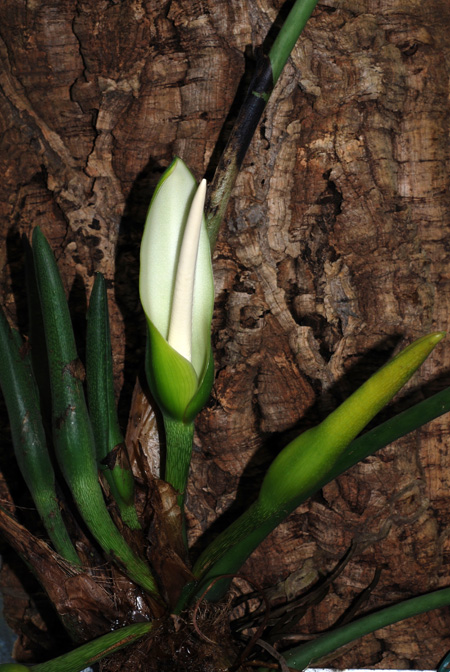 Philodendron asplundii
