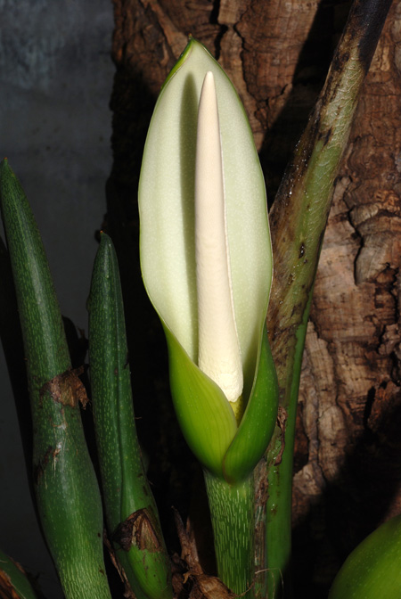 Philodendron asplundii