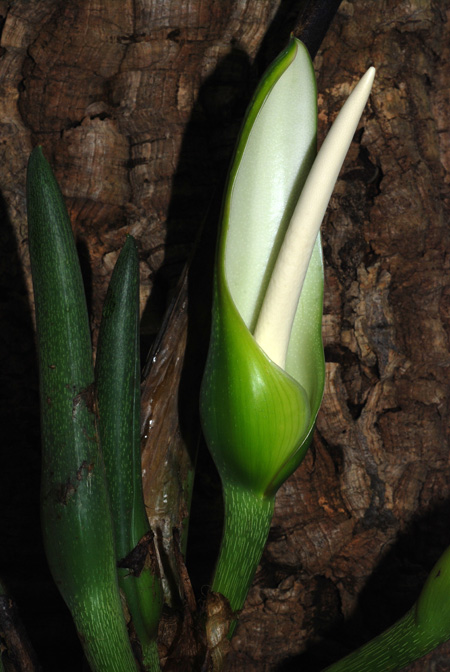 Philodendron asplundii