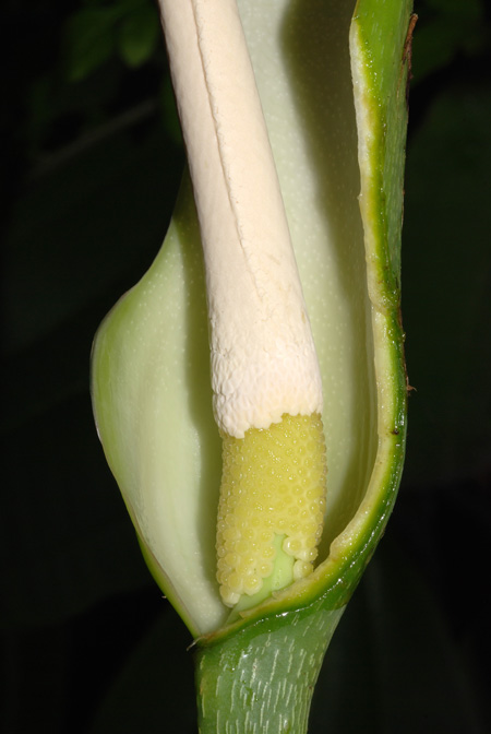 Philodendron asplundii