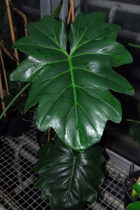 Philodendron lacerum