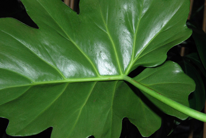 Philodendron lacerum
