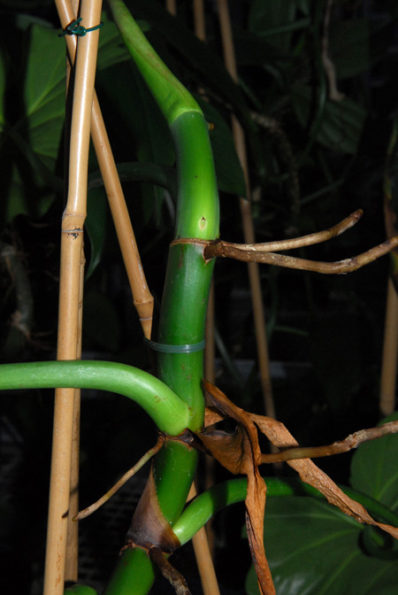 Philodendron lacerum