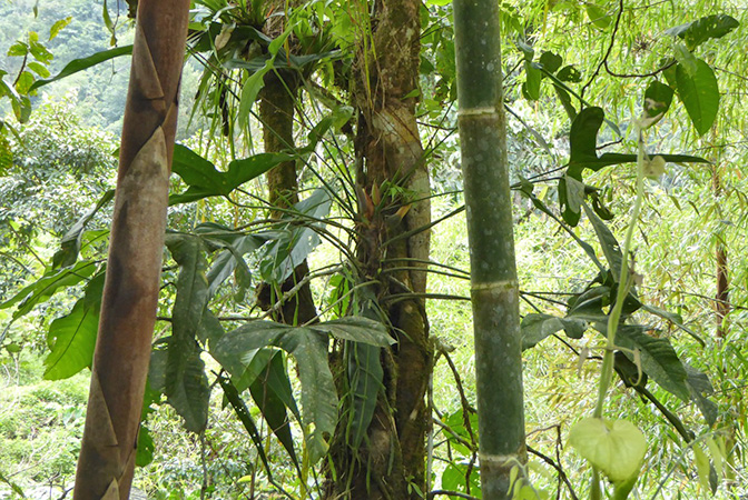 Philodendron acuminatissimum