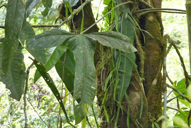 Philodendron acuminatissimum