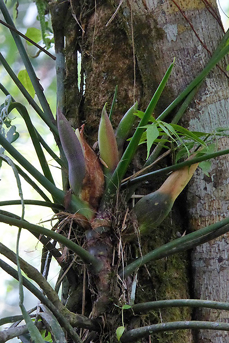 Philodendron acuminatissimum