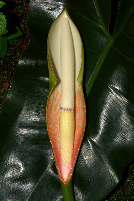 Philodendron acutatum