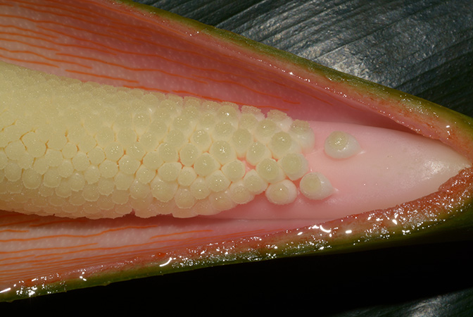 Philodendron acutatum