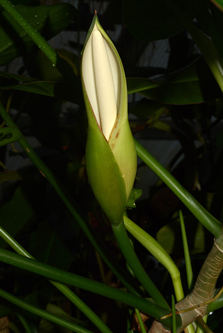 Philodendron acutatum