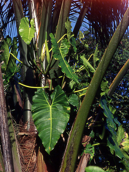 Philodendron acutatum