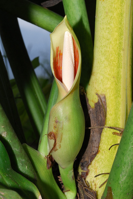 Philodendron acutifolium