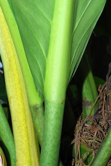 Philodendron acutifolium