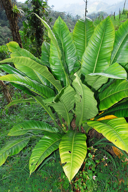 Philodendron acutifolium