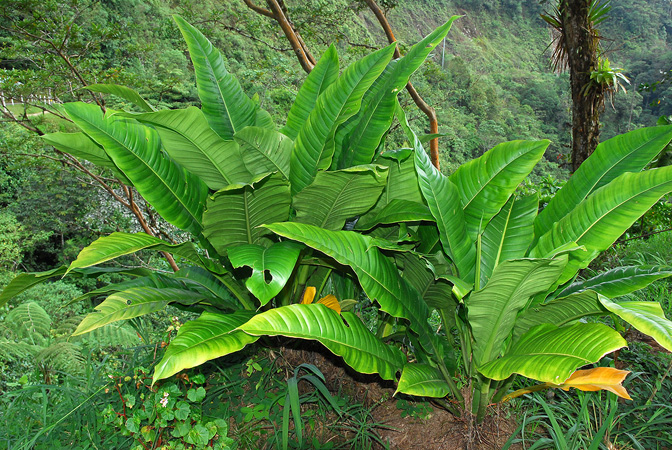 Philodendron acutifolium