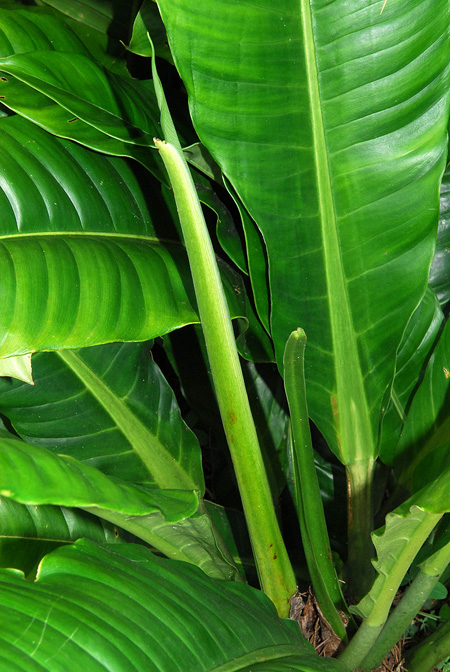 Philodendron acutifolium