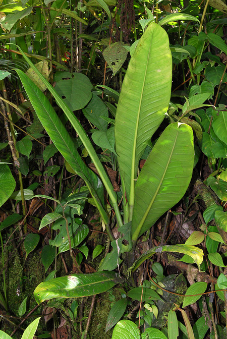 Philodendron acutifolium